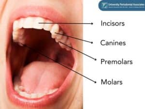 Types of human teeth found